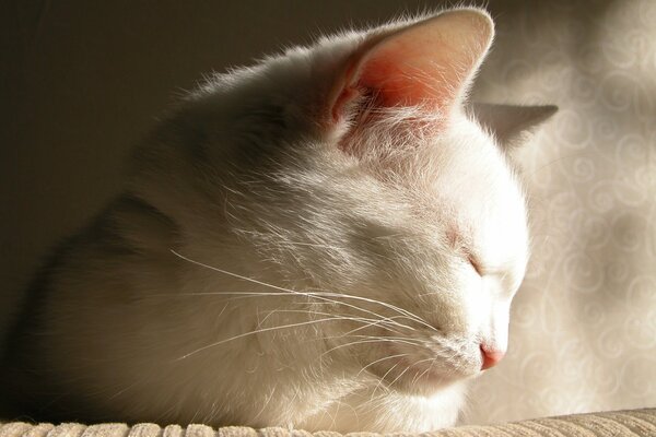 El sueño de un lindo gato blanco