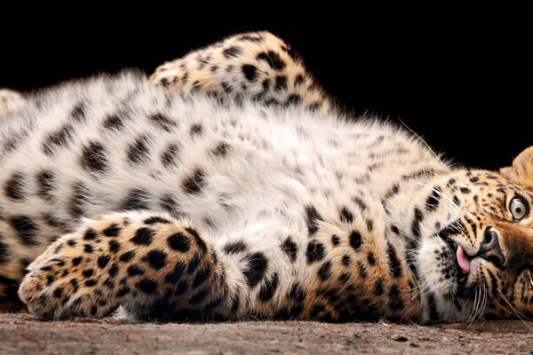 Der Leopard ruht mit einem flauschigen Bauch nach oben