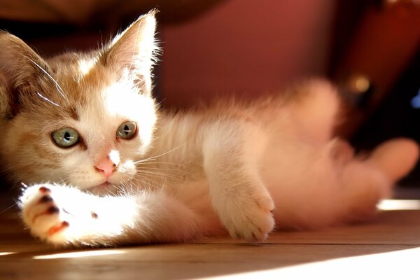 Chaton moelleux blanc sur le sol