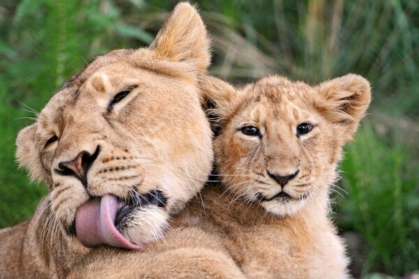 Maman lionne caresse lionne