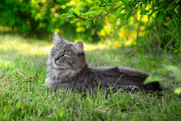 Summer, grass, grey cat