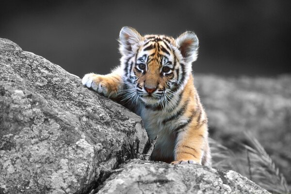 Bébé tigre sur la pierre: Je suis un prédateur sérieux, pas un chat 