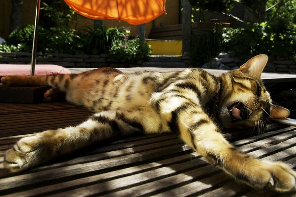 A big cat stretched out on a wooden deck