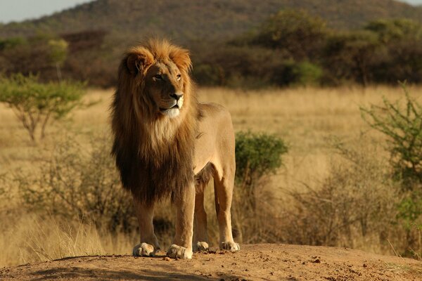 Lew afrykański wolne zwierzę