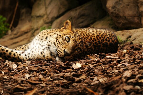Der Leopard ruht auf trockenem Laub