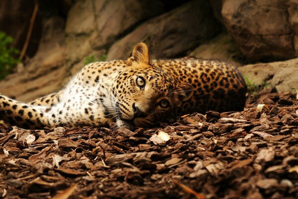 Leopard resting on dry foliage