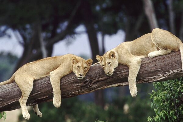 A pair of lionesses in the wild