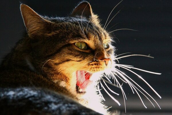 Un chat avec une moustache et des yeux verts bâille