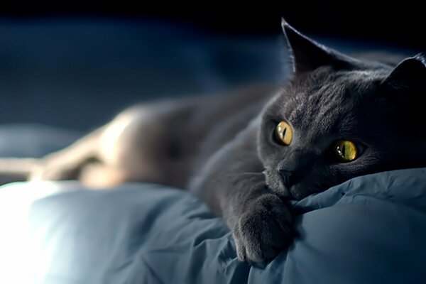 Le regard surpris d un chat noir