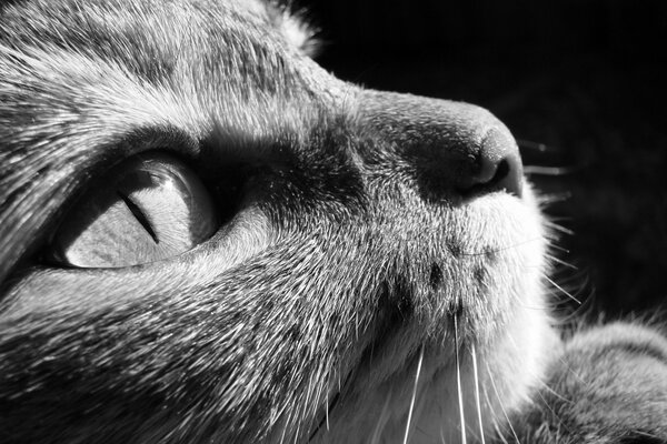 LA MIRADA DE UN GATO EN UNA FOTO NEGRA