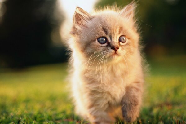 Gatito peludo en un paseo