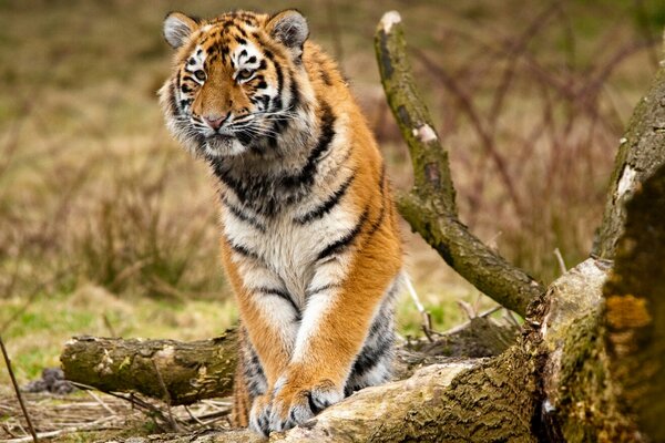 Ein majestätischer sibirischer Tiger steht auf einem Holzstamm