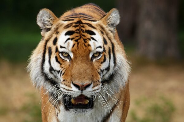 Tigre siberiano con boca abierta y ojos amarillos