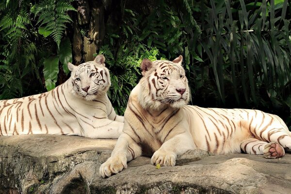 Пара редких белых тигров