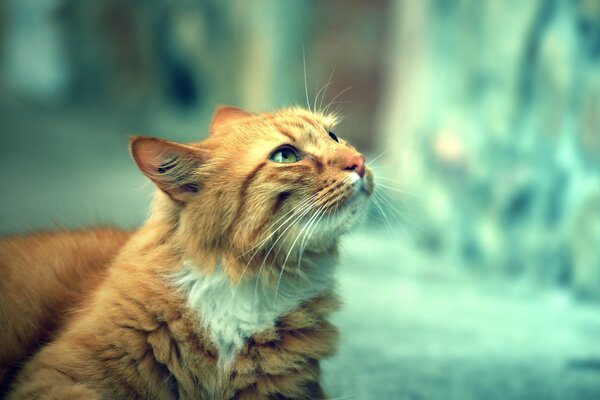 Red fluffy cat looks at the street