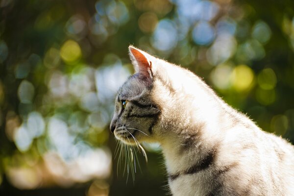 A gray tabby cat is conducting surveillance