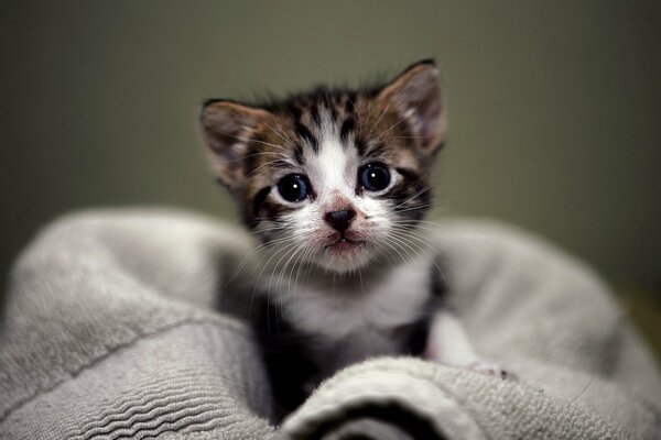 Das süße Kätzchen schaut aus dem Handtuch