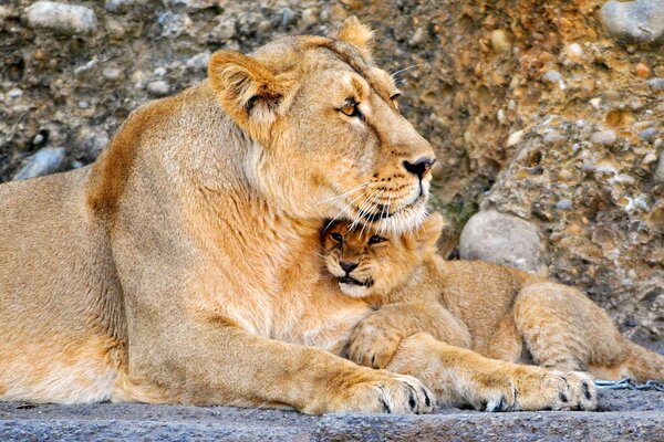 Cute shots of a lion cub and a big lion