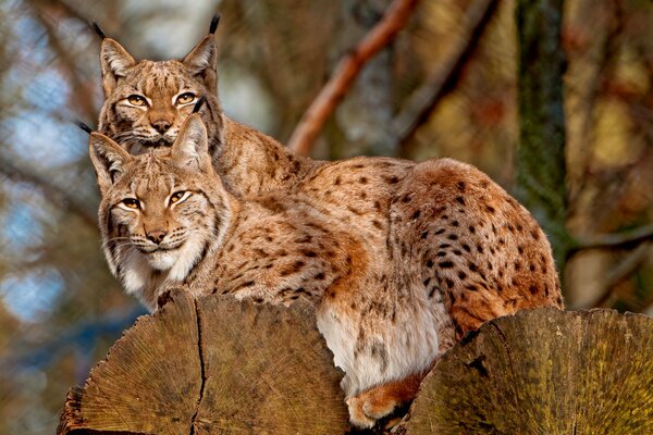 Two lynxes bask in the sun