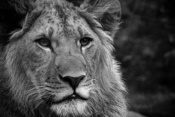 Foto León blanco y negro