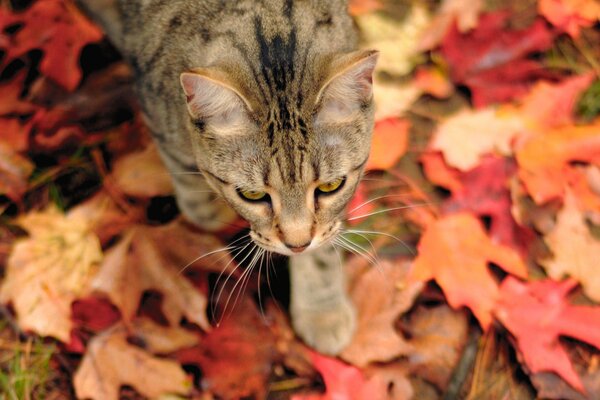 Foto Herbst Katze auf Blättern