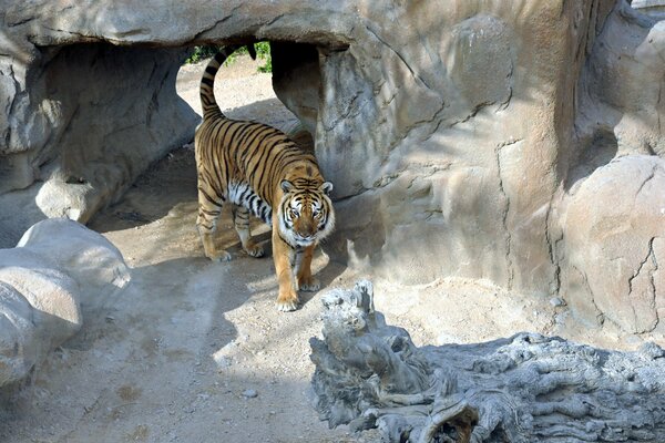 A predatory tiger walks between the rocks