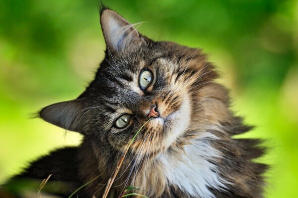 Chat drôle avec humeur d été