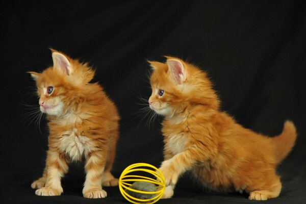 Fotos de gatitos jugando a la pelota