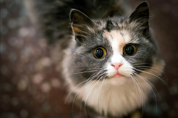 Gatto peloso con uno sguardo carino