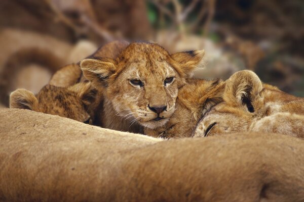 Małe lwiątka odpoczywają na łonie natury