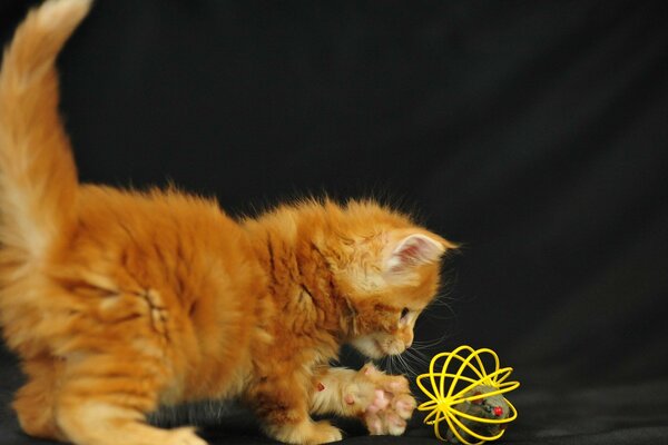 A little red-haired kitten is playing