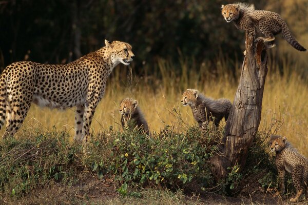 Cheetah family on a walk