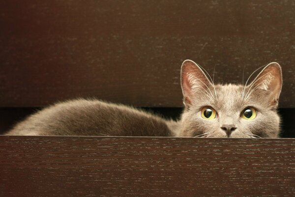 The cat hid in an open closet