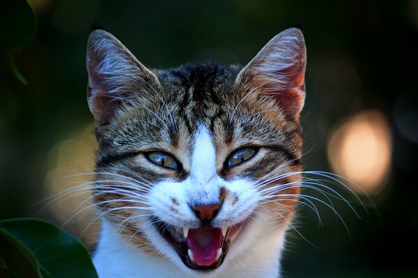 Cat, open mouth, meow