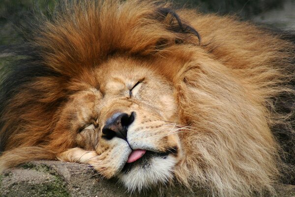 The sleeping lion pulled out his tongue, a dream in the savannah, the king of beasts is sleeping sweetly
