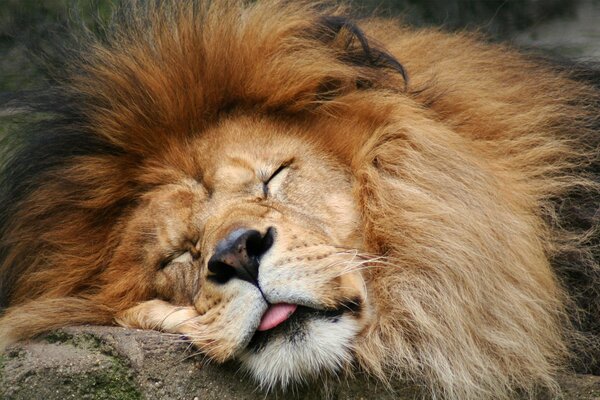 El León dormido sacó la lengua, el sueño en la Sabana, el rey de las bestias duerme Dulcemente