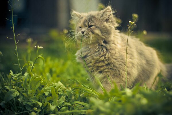 The serenity of a cat in the early morning