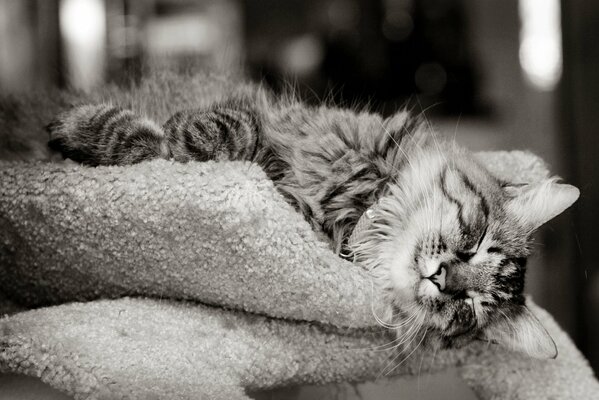 A gray fluffy cat sleeps on a blanket