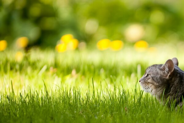 Кот на зелёной лужайке в солнечную погоду