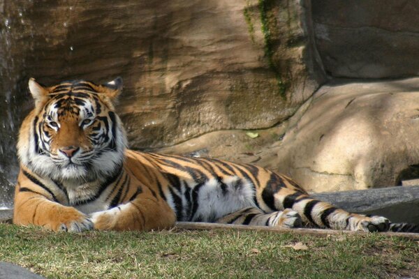 Tiger liegt auf grünem Gras