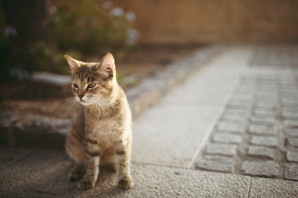 A kitten on the asphalt with brown eyes