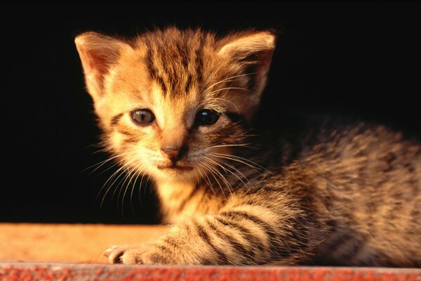 Gattino per strada, faccia triste