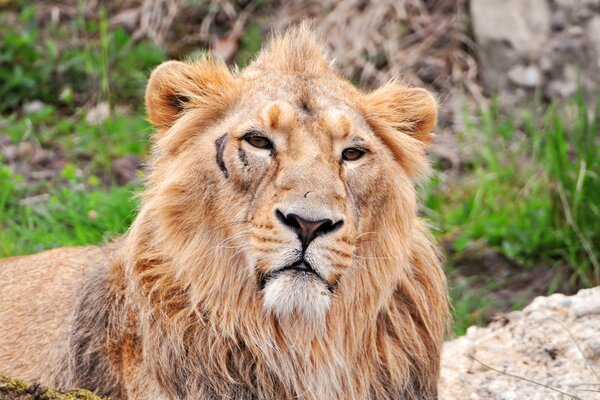 León acostado tomando el sol