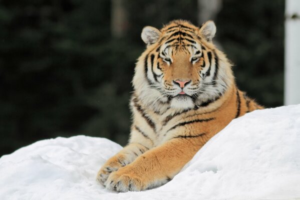 Tigre descansando en el bosque cubierto de nieve