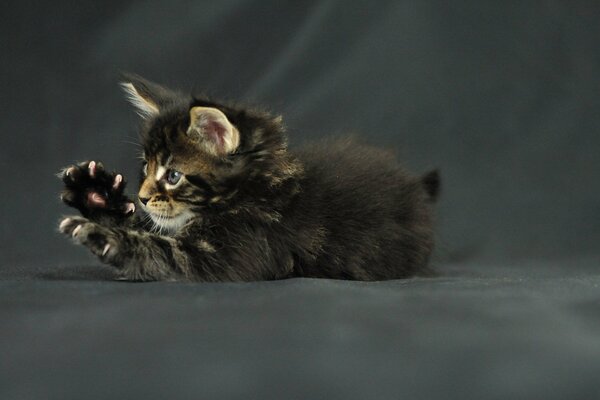 The Maine Coon kitten is playing