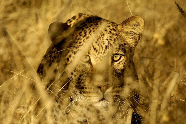 Leopardo nella savana nascosto negli steli