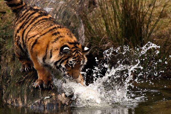 Tigre grande en salpicaduras de agua