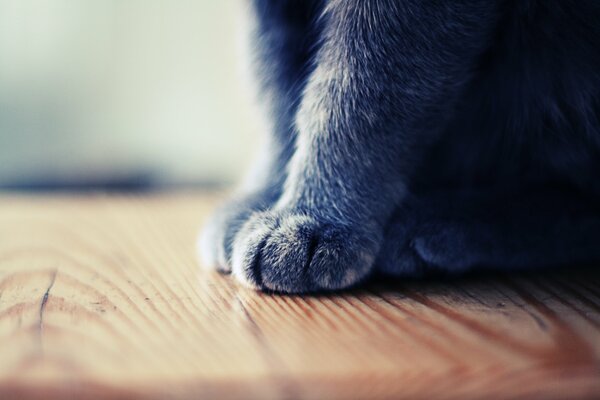 Pequeñas patas de gato peludo