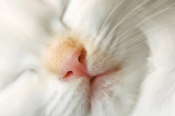 A white cat with a red nose is sleeping