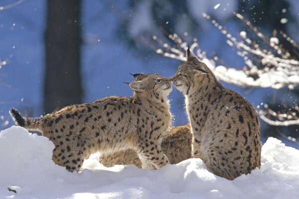 Lynx game in the snow in the winter forest